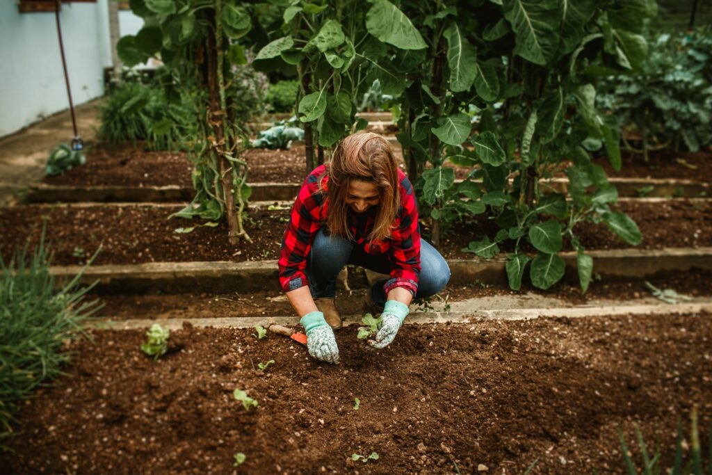 Signs to Replace Raised Bed Soil