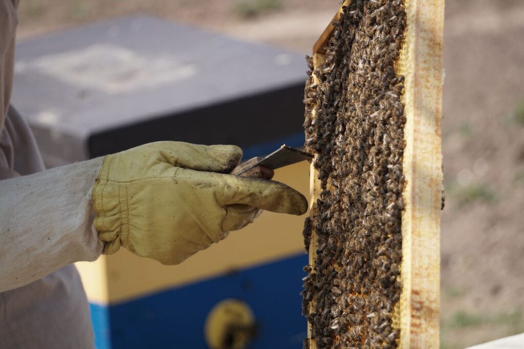 how to get a tree properly assessed