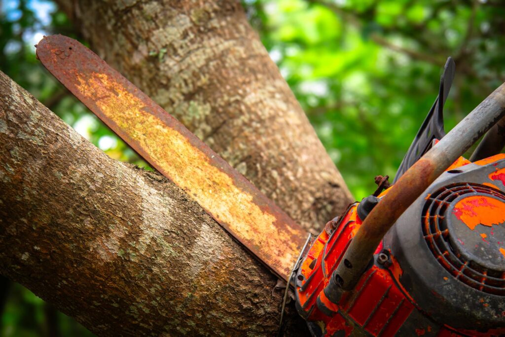 What really affects the final price of a tree