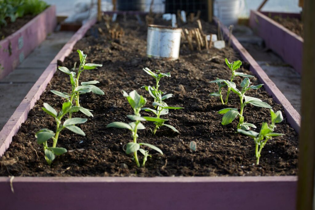 Ingredients of Raised Bed Soil 