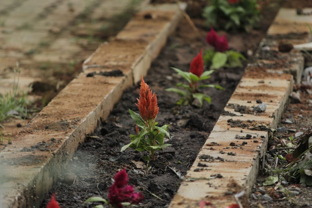 What Happens if you do too shallow garden