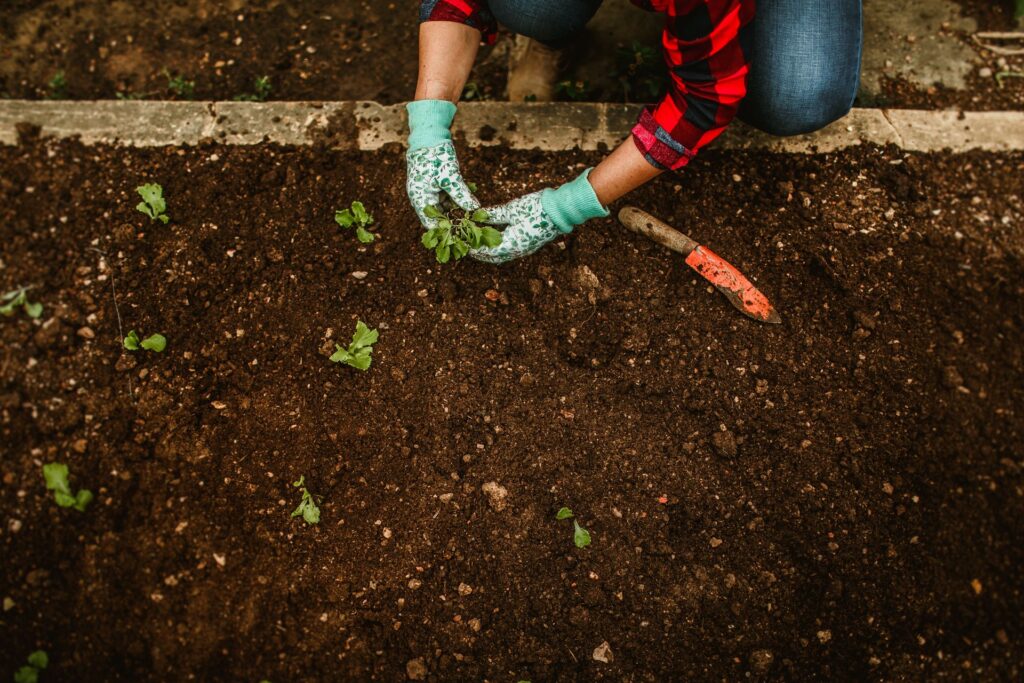 Mistakes Most Beginners Make While Planning a Garden 