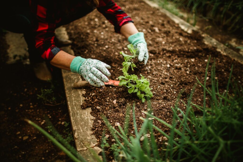 Best Soil Mix for Vego Garden