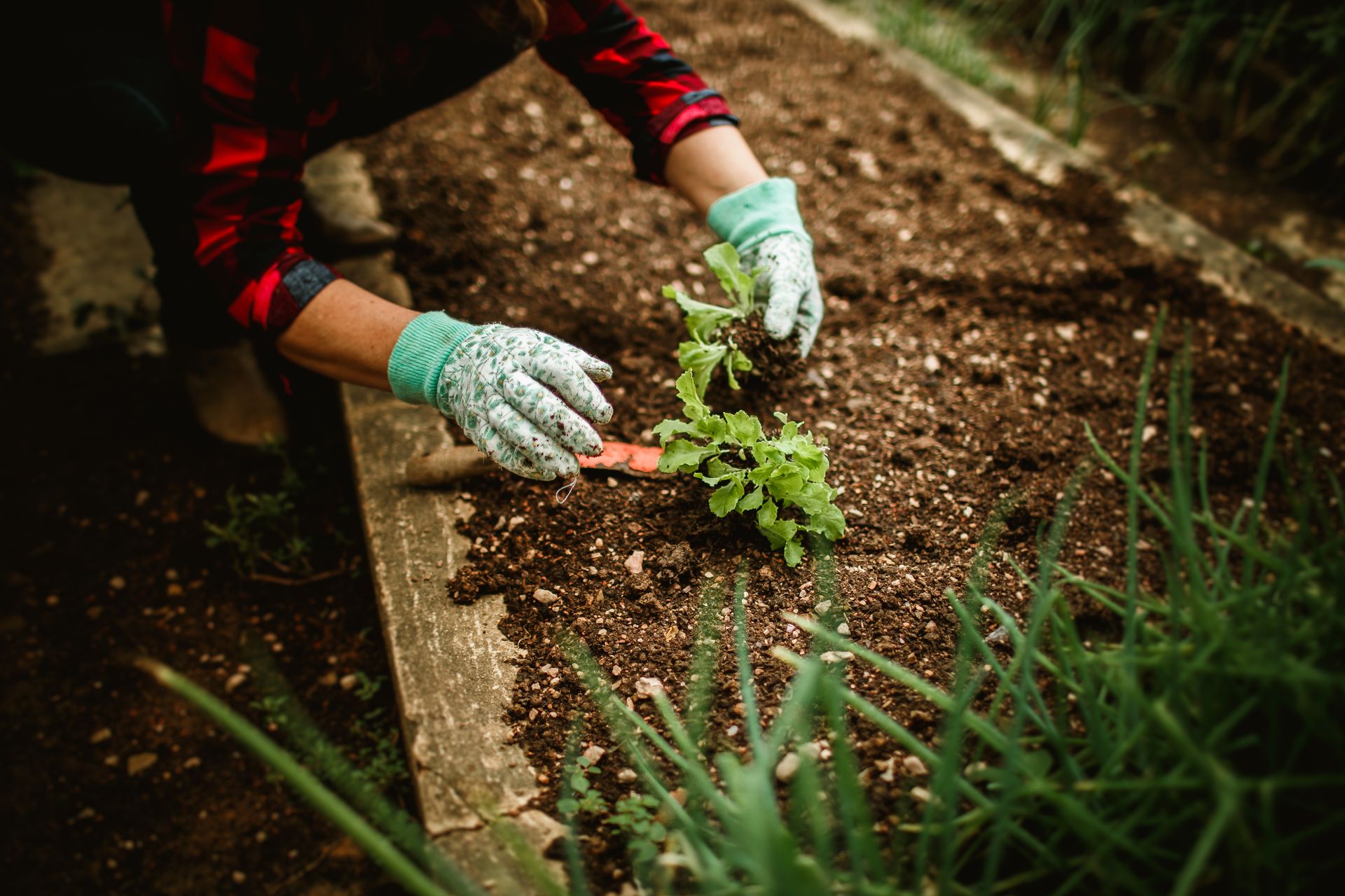 Best Soil Mix for Vego Garden