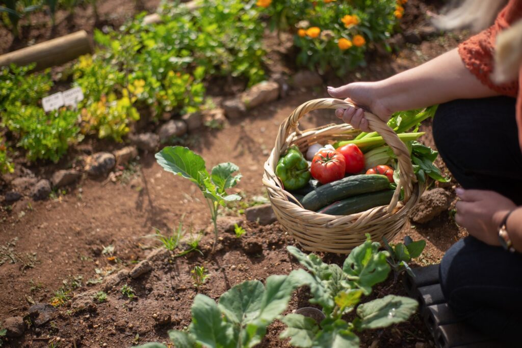 Best Spacing for Tomatoes, Peppers, Cucumbers, and Lettuce