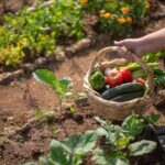 Best Spacing for Tomatoes, Peppers, Cucumbers, and Lettuce