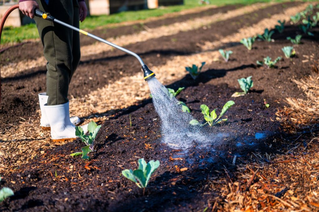 First Year Planting tips for Vego Garden