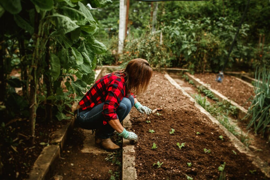 Soil Need for Vego Garden