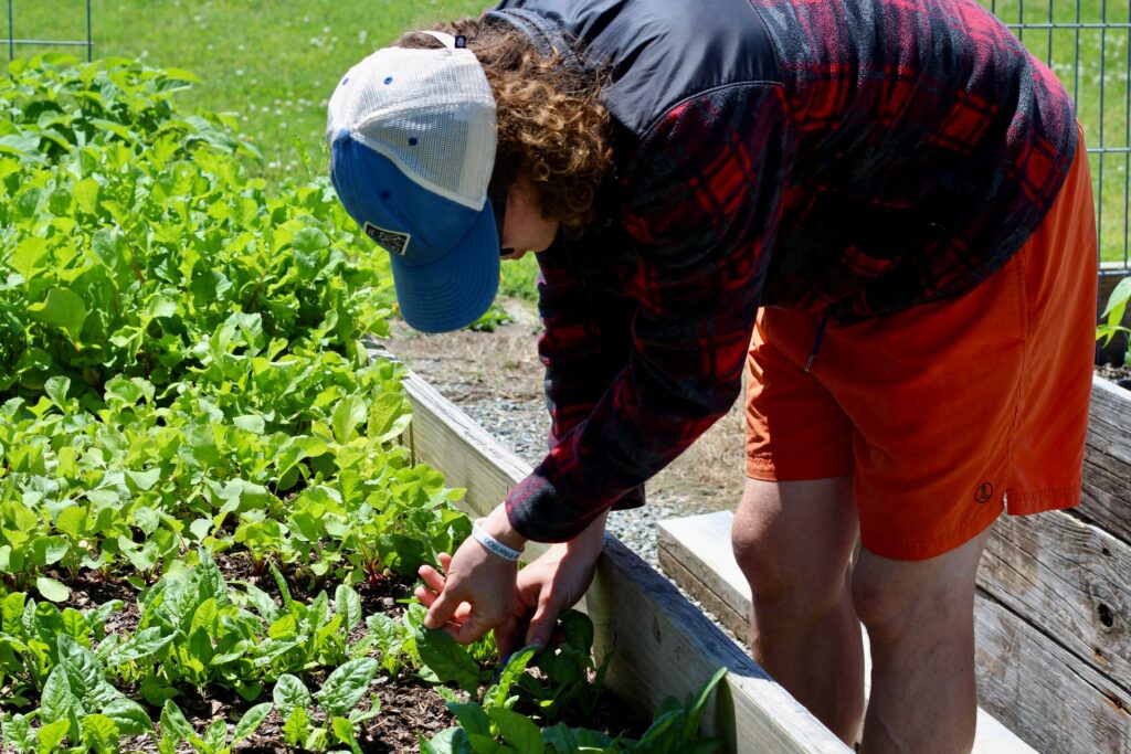 Raised Bed Soil Spacing