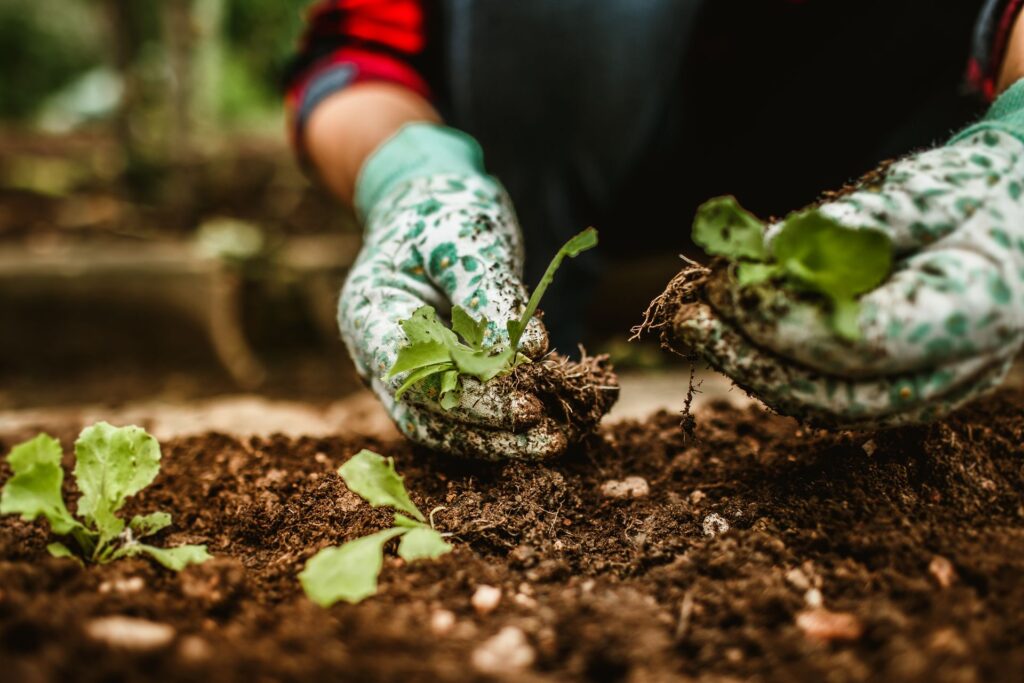 How Root Depth Varies Across Vegetables and Herbs