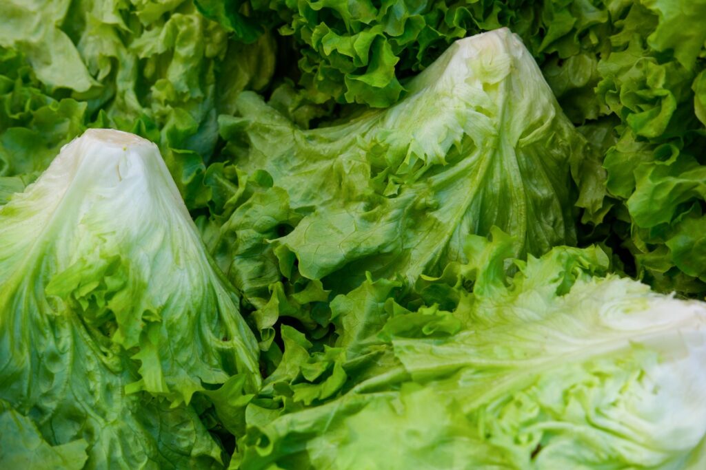 Best Spacing for Lettuce in garden