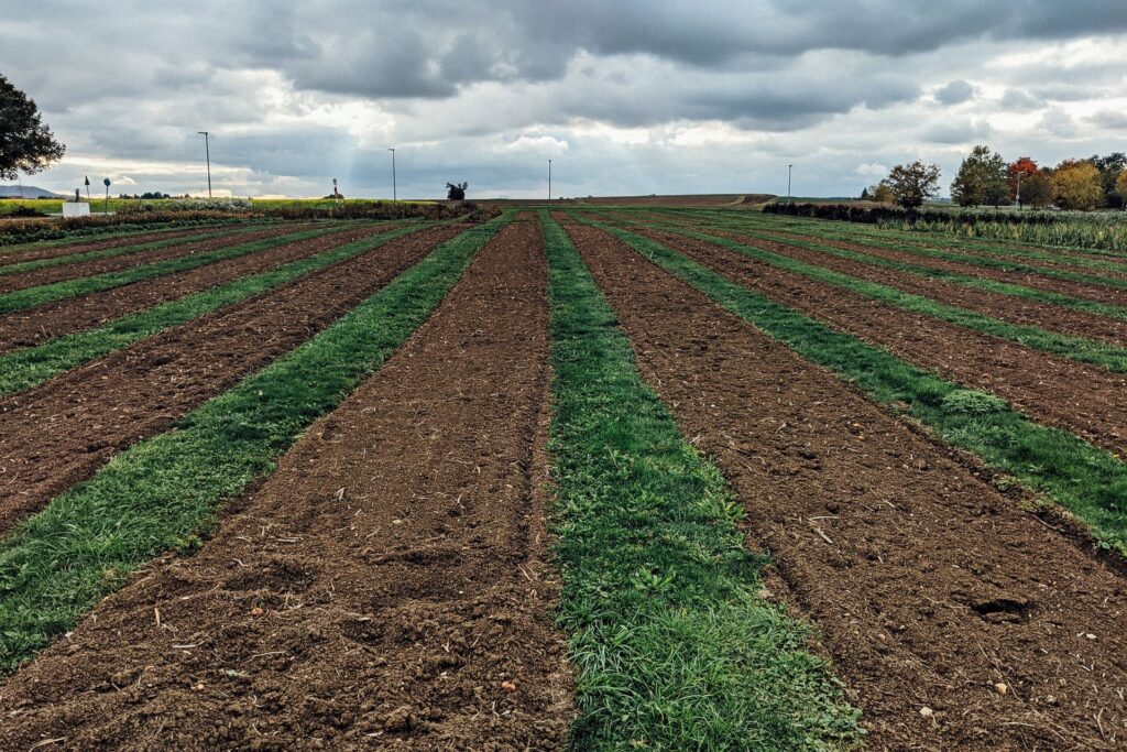How to Maintain the Ratio of Compost, Topsoil, and Organic Matter