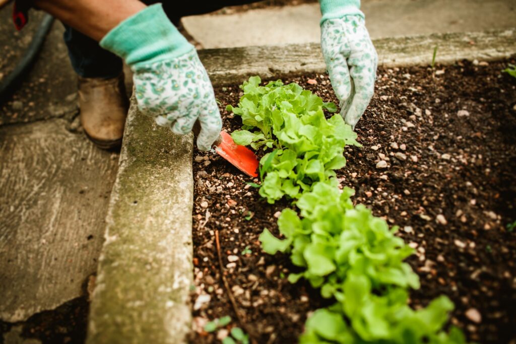 How to Match Vego Bed Sizes to Planting Goals