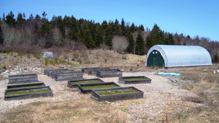 Plant Spacing for Raised Beds vs In-Ground Gardens
