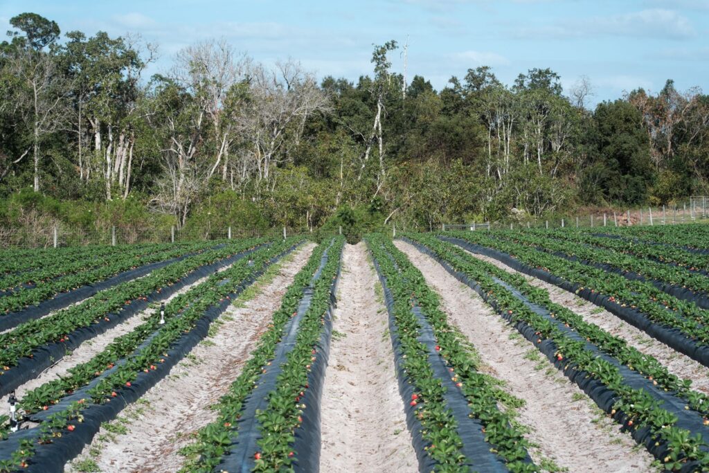 Row Spacing vs Plant Spacing