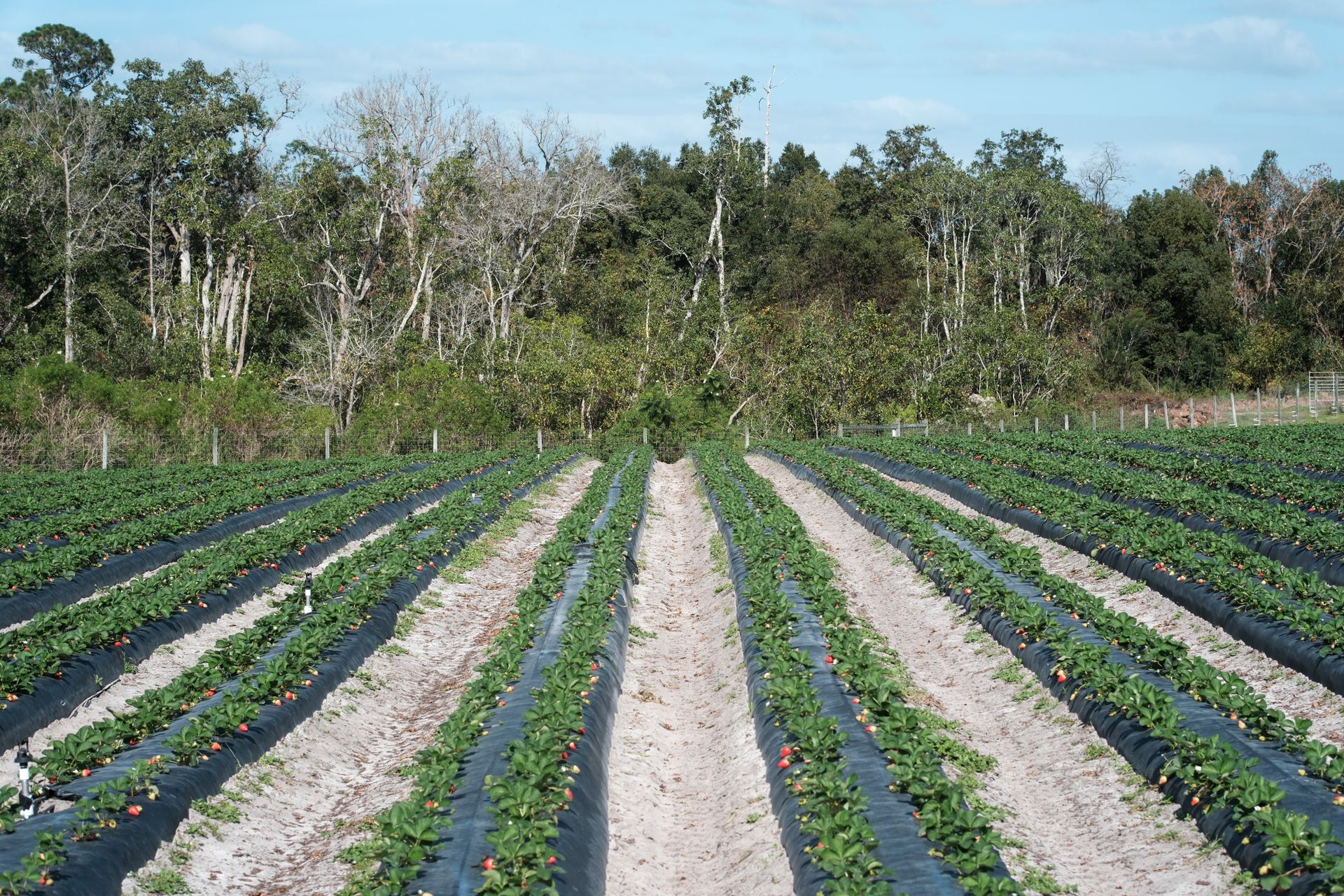 Row Spacing vs Plant Spacing