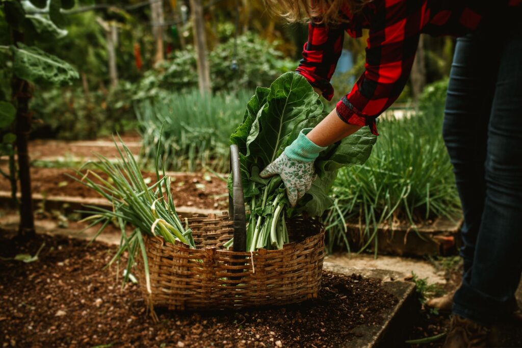 Signs Bed Has Enough Soil