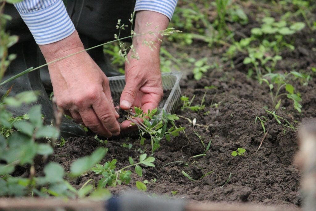 How to Understand Bed Depth for Your Garden