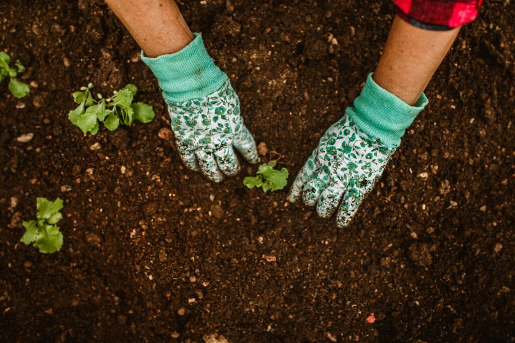 What to Plant in a Garden during the First Growing Season